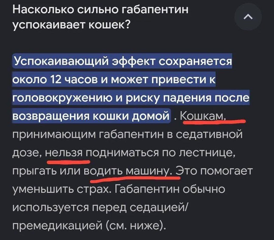 Cat Safety: Avoid Letting Your Feline Friend Drive After Gabapentin Use