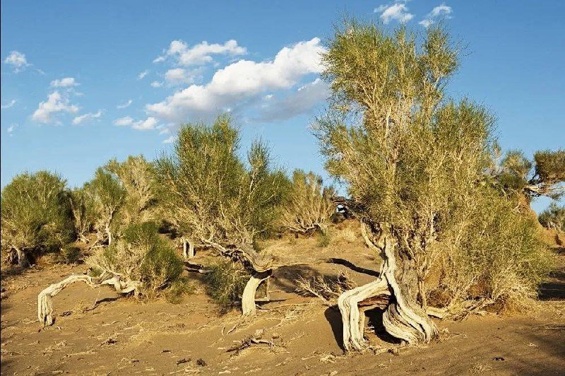 Turkmenistan Collects Seeds of Desert Plants for Region's Greening