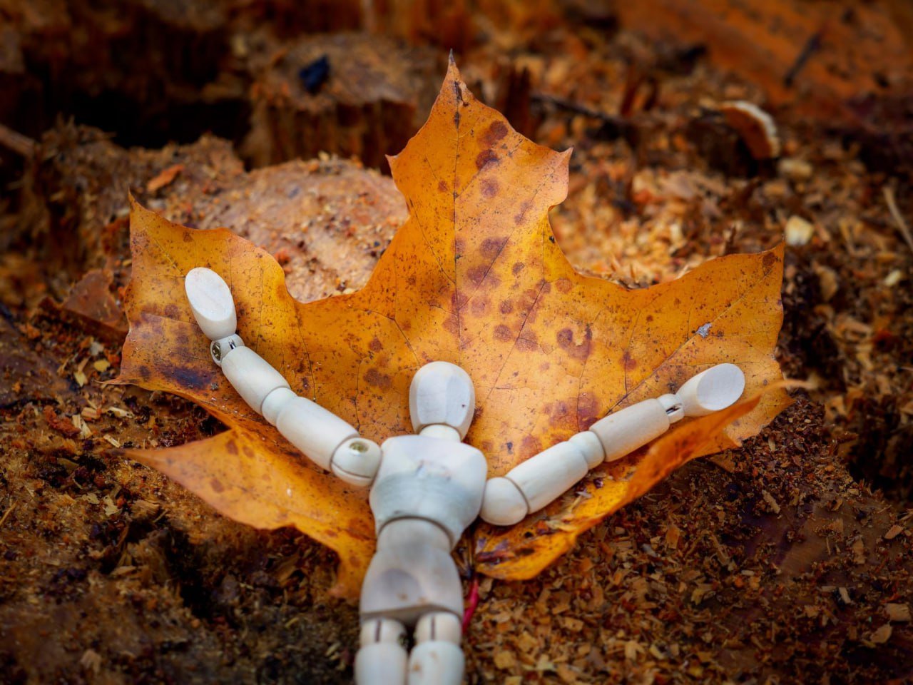 Neurochemistry of Autumn Blues