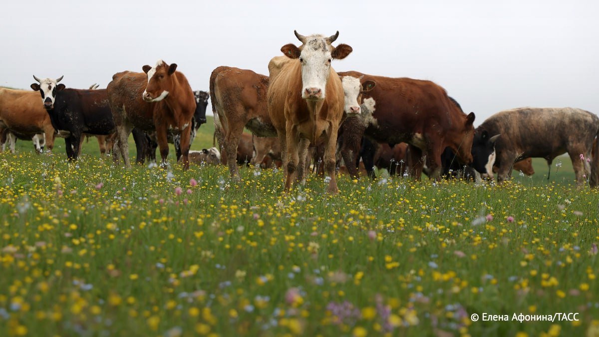 Услуга платных объятий с коровами снова приобрела популярность в США как источник дополнительного дохода для фермеров на фоне падения цен на "молочку", сообщает The Washington Post.