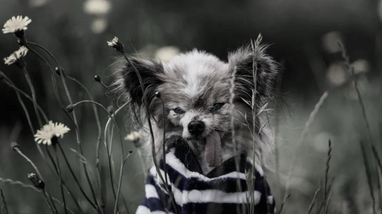 World's Oldest Dog, Lazar, Passes Away at 30