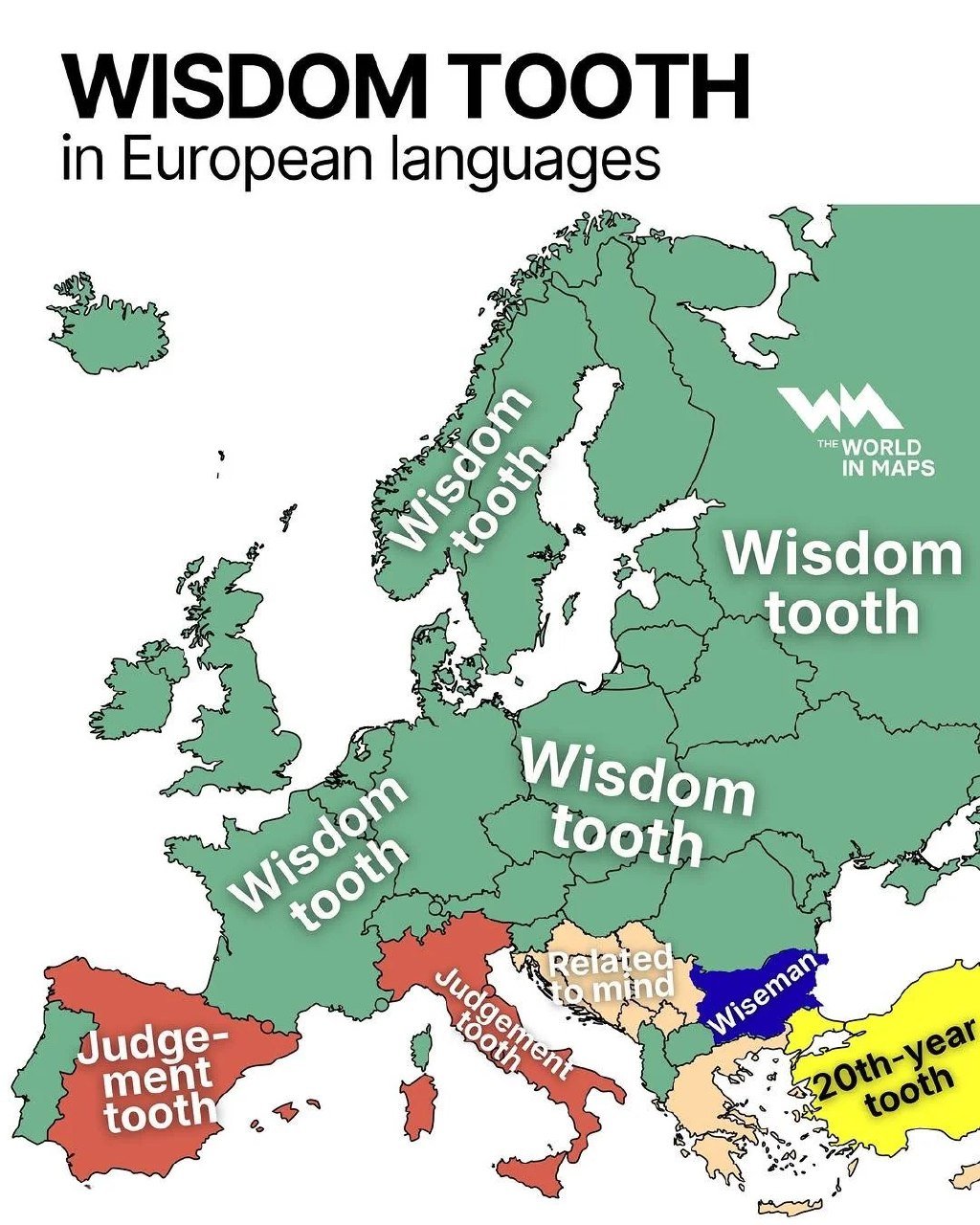 European Names for Wisdom Teeth

Wisdom teeth are commonly known by the same name across Europe - "wisdom teeth." In Spain and Italy, they are sometimes called "judgment" teeth, while in Bulgaria, they are referred to as "wise ones." Many Balkan countries also associate these teeth with wisdom.

Interestingly, in Turkey, wisdom teeth are simply referred to as "20-year-old teeth."